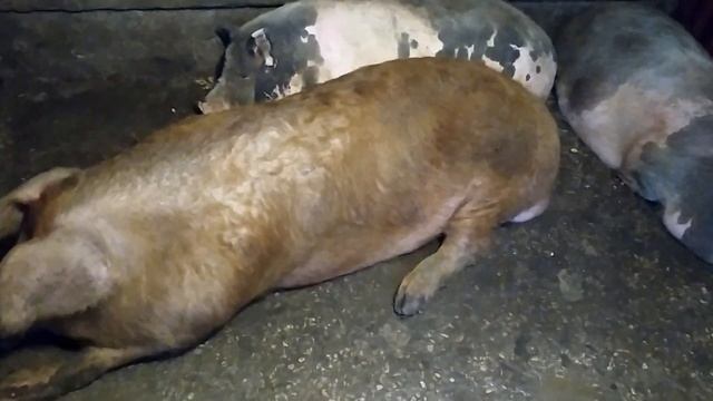 Огромный дюрок давит свиноматок смотреть онлайн