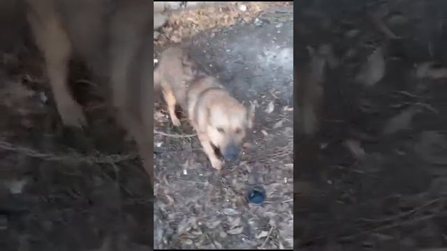 Собака-охранник в добрые руки смотреть онлайн