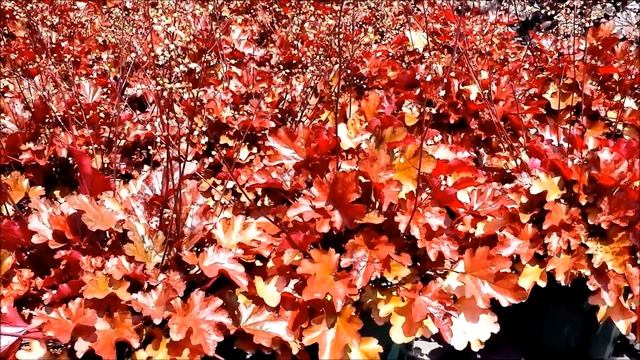 Best Perennials - Heuchera 'Peach Flambe' (Coral Bells) смотреть онлайн
