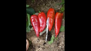 Перец Забор и его конкуренты. Или как мои Капии двигали корону у Забора:)