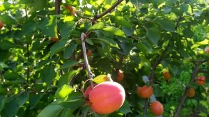 Ультраранний сорт Абрикоса Цунами