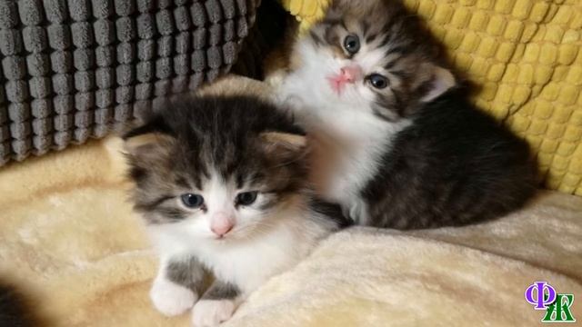 «Этого оставим себе» — заявил дед, глядя на слабого котёнка, которого братья отталкивали от матери