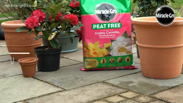 Miracle-Gro® Peat Free Premium Azalea, Camellia & Rhododendron Ericaceous Compost - peat free choic смотреть онлайн