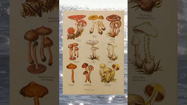 Презентация книги "Энциклопедия выживания" смотреть онлайн