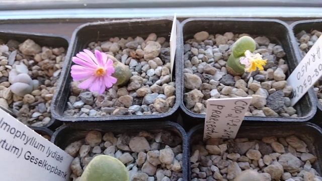 Мои растения.Цветущие офтальмофиллумы.Conophytum. смотреть онлайн