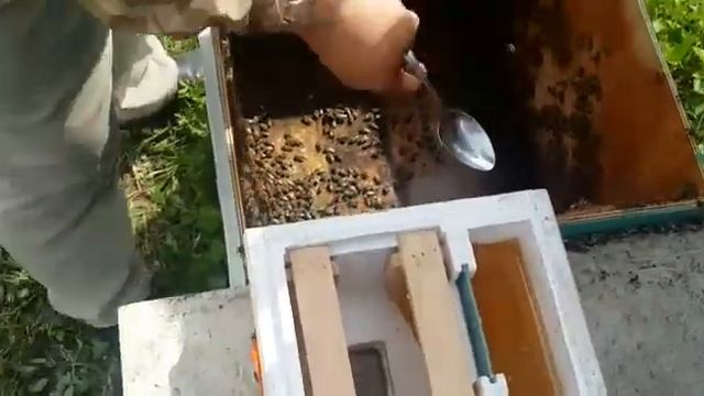Заселение микронуклеуса пчёлами и подсадка маточника - Микронуклеус из пенополистирола смотреть онлайн