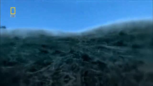 Медведь. От доисторического хищника до наших дней смотреть онлайн