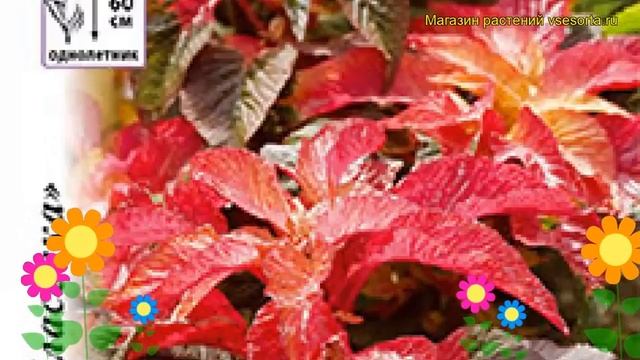 Амарант обыкновенная Иллюминэйшен. Краткий обзор, описание характеристик Amaránthus