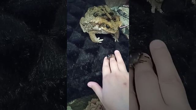 Жаба ага и ужин смотреть онлайн