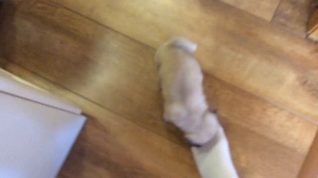 Подарили собаку Моню смотреть онлайн