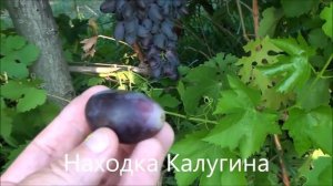 Виноград Находка Калугина 2018