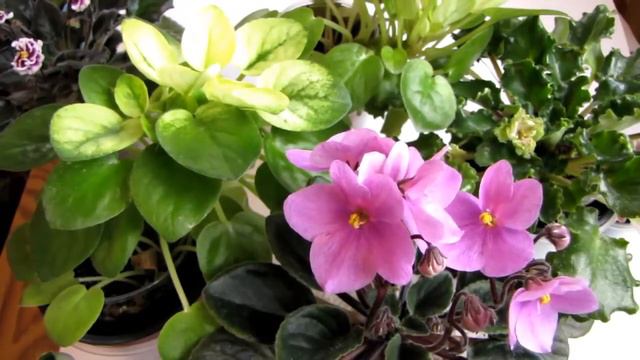 Фиалки. КАКИЕ сорта покупать. СОВЕТЫ начинающим Юлия Датта