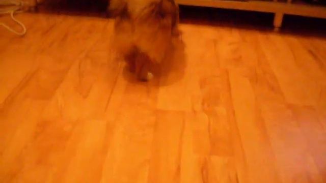 Пекинес смотреть онлайн