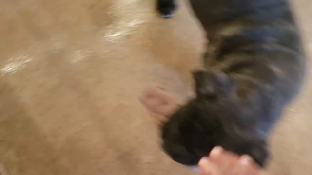 Falconhurse Kennel K9 Training. Puppy training. Beginning the Retrieve. 2-16-2020. смотреть онлайн