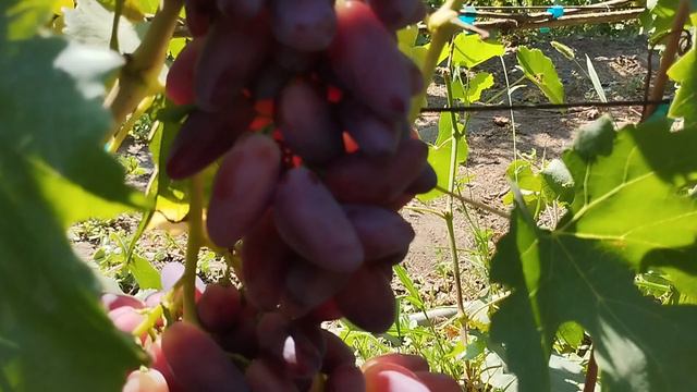 Виноград Джокер сравнение на разных кустах 29 июля 2024 на прививках. Виноградник Щереденкова.mp4 смотреть онлайн