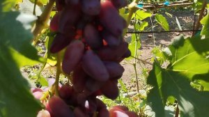 Виноград Джокер сравнение на разных кустах 29 июля 2024 на прививках. Виноградник Щереденкова.mp4