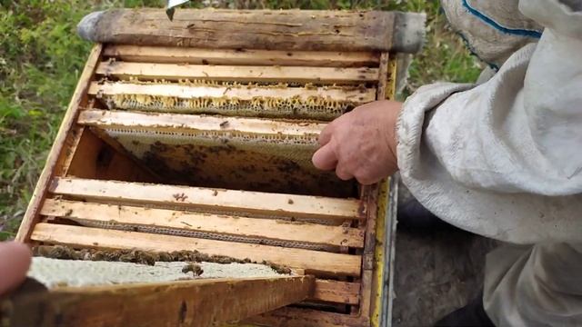 Начинаем качать Кориандровый мед смотреть онлайн