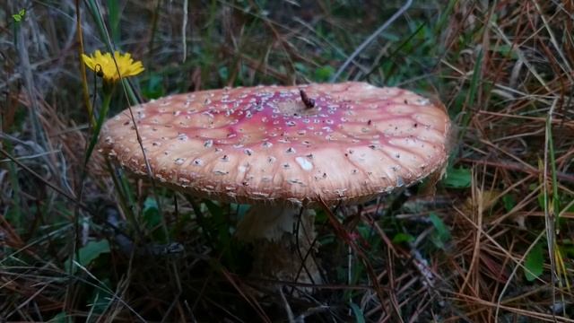 Mushroom ASMR: finding many Amanita muscaria смотреть онлайн