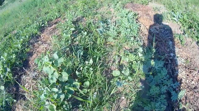 Небольшой отчет по грядкам Розума смотреть онлайн