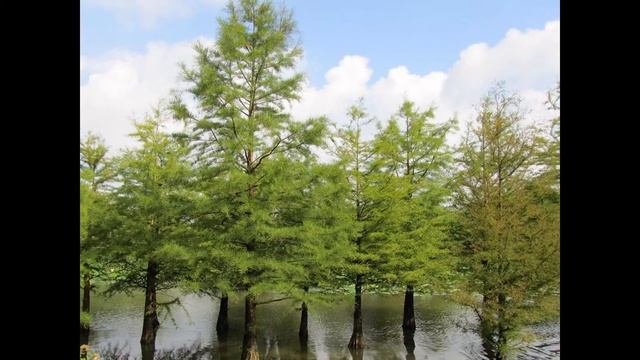 ТАКСОДИЙ  (TAXODIUM)  сем. Таксодиевые