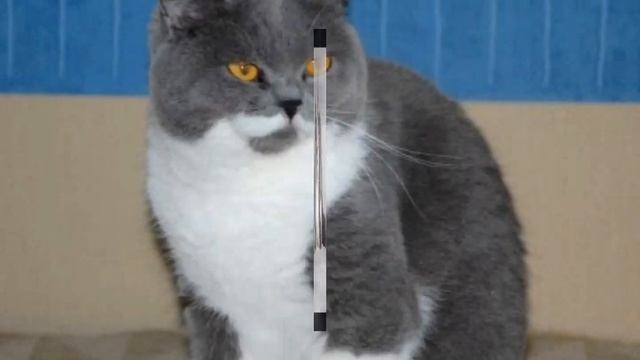 Британские кошки смотреть онлайн