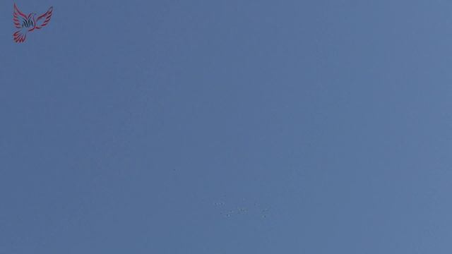 Голуби ПЕРМСКИЕ БЕЛОГОЛОВЫЕ. смотреть онлайн