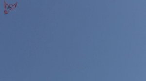 Голуби ПЕРМСКИЕ БЕЛОГОЛОВЫЕ.