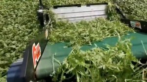 Комбайн для уборки (сбора) салата и зеленых культур (петрушки, руколы, шпината)