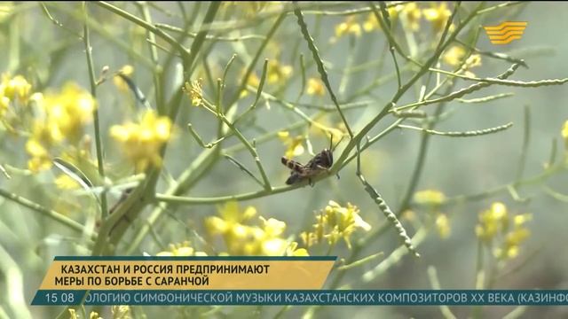 Казахстан и Россия принимают меры по борьбе с саранчой смотреть онлайн