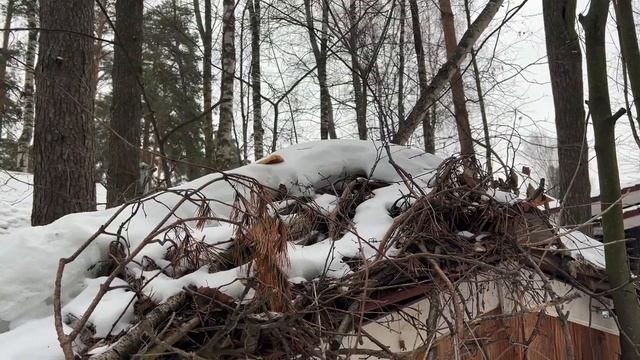 Алиса - лиса. Спортивный сырник смотреть онлайн
