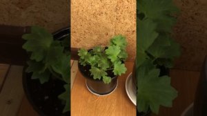 #45.  Когда обрезать пеларгонию: весной или осенью. Как низко обрезать пеларгонию.