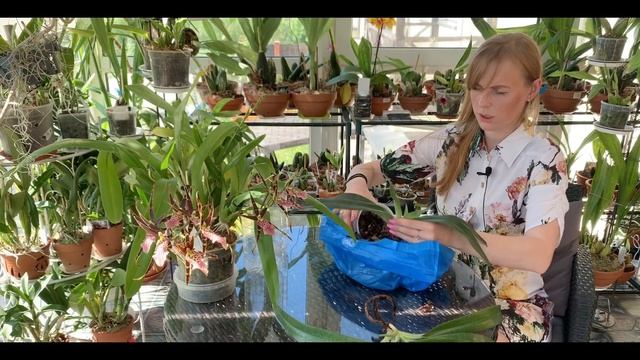 Орхидея Пафиопедилум Paphiopedilum Orchid