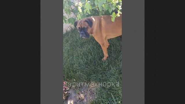 Парка шуба от Элитмех(3) смотреть онлайн