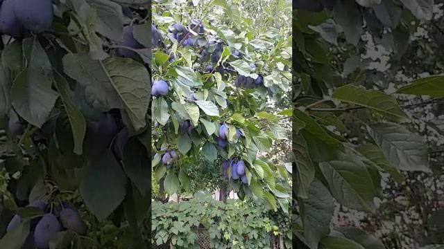 Дозревает слива сорт "Стенлей" смотреть онлайн