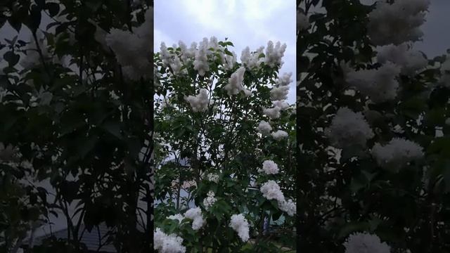 Сирень Красавица Москвы сорт смотреть онлайн