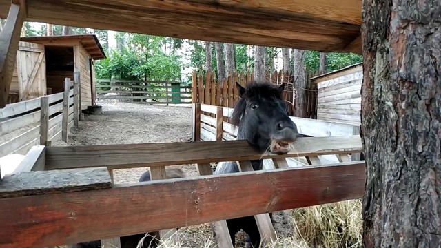 Ямпольский дендрапарк " Мелодия леса " смотреть онлайн