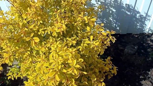 КОНТРАСТНЫЙ ЦВЕТНИК С ЯПОНСКОЙ ИЗЮМИНКОЙ #цветник#спмрея#айваяпонская#барбарисмария#сад#чтопосадить смотреть онлайн