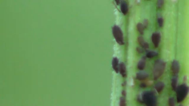 SONY HDR-PJ260E макросъемка (муравьи и тля) смотреть онлайн