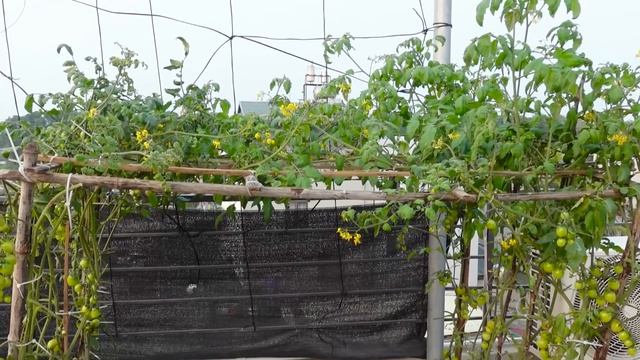 No need to spend money to buy seeds, grow Tomatoes this way, many fruits and high yields смотреть онлайн