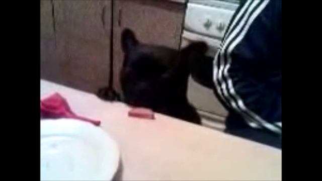 Французский бульдог # 7 смотреть онлайн