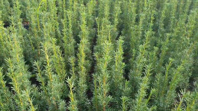 Kukmedis tarpinis (Taxus media) ‘Hicksii’ смотреть онлайн