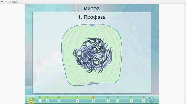 Клеточный цикл.Митоз