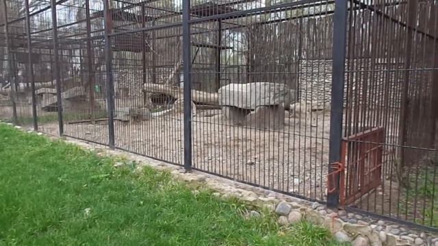 Алматинский зоопарк 5 смотреть онлайн