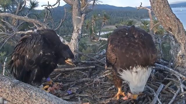 6-25-19 Big Bear Eagles- Simba Attempts To Gulp A Fish Tail ? смотреть онлайн