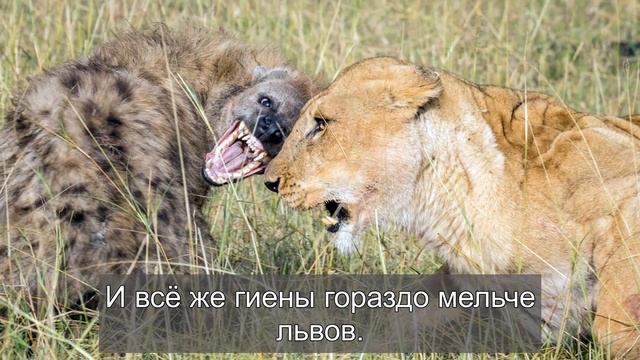 Они могут кто сожрать льва... смотреть онлайн