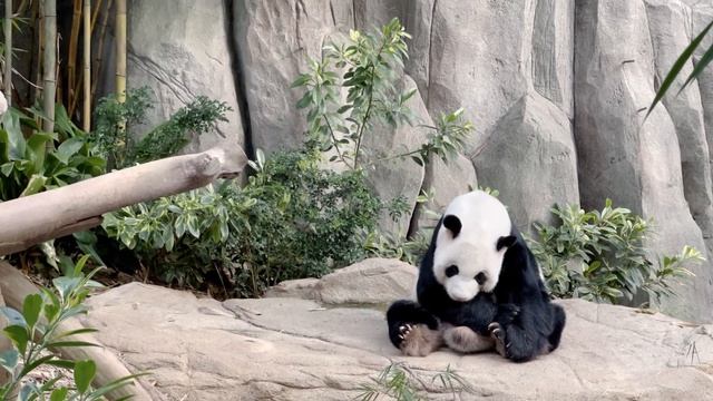 Панда родила малыша, и люди, находившиеся там, удивились после рождения! смотреть онлайн