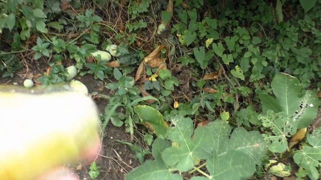 Азимина сбор урожая начался 20 смотреть онлайн