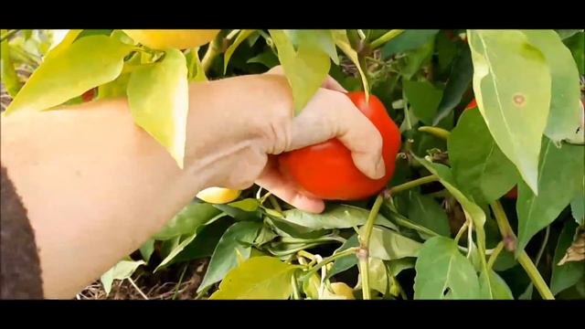 ✅ Перец острый Сомборка. Самый толстостенный жгучий перец нашего сезона ! смотреть онлайн