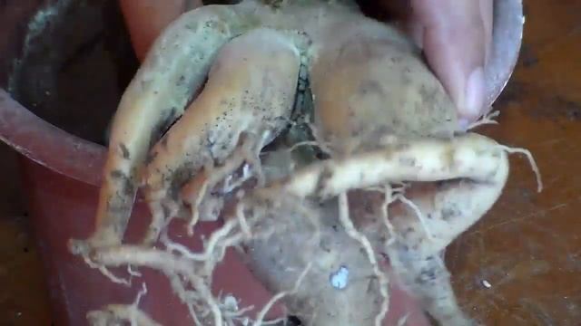 Sospecha hojas Adenium Obesum смотреть онлайн