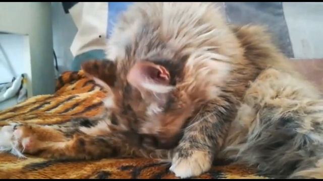 Кошка которую зовут Киса /The cat whose name is Kitty смотреть онлайн